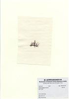 藏品(長枝沙菜)的圖片